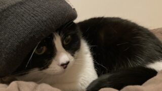 だるま３マガジン