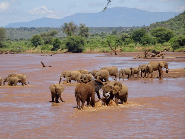 だるま３マガジン