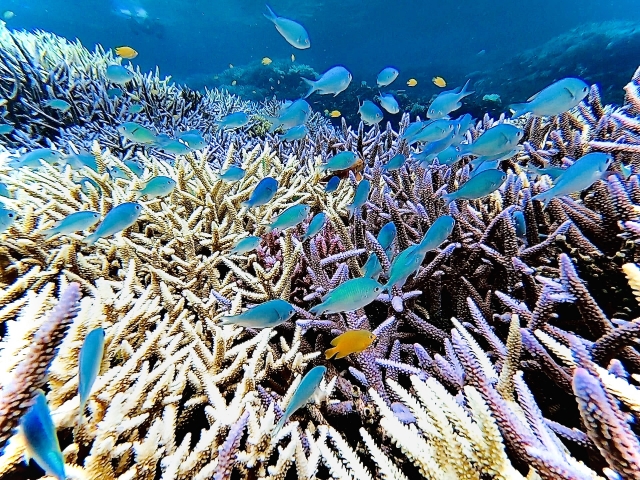 だるま３マガジン